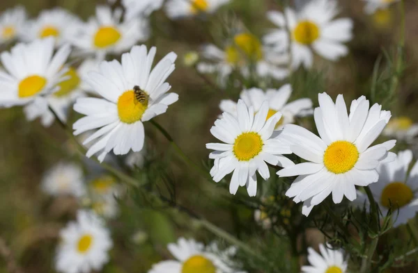 Summer background — Stock Photo, Image