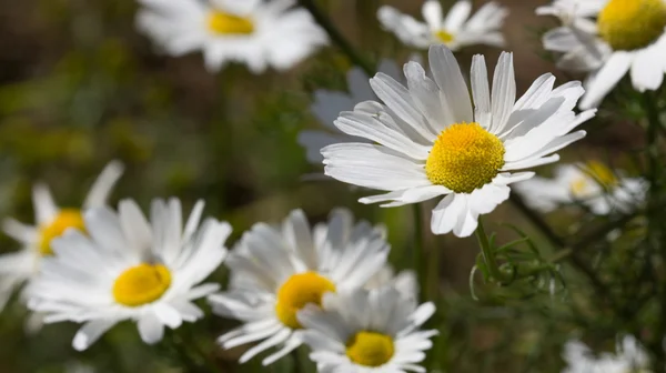 Summer background — Stock Photo, Image