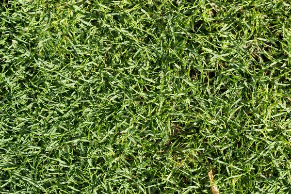 Green grass texture — Stock Photo, Image