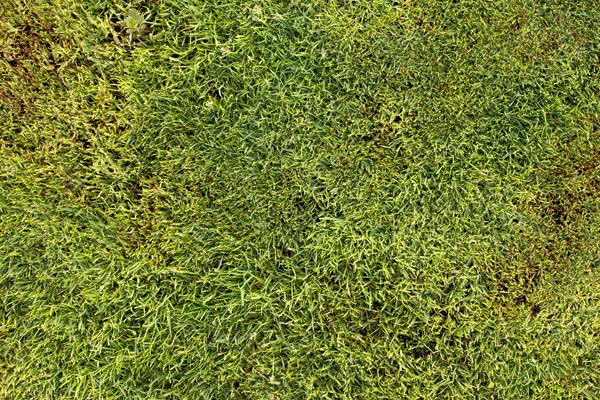 Zelené trávě textura — Stock fotografie