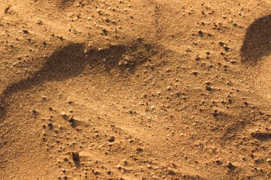 Desert sand texture clipart
