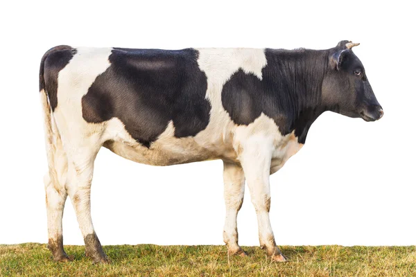 Vista laterale del vitello isolato — Foto Stock