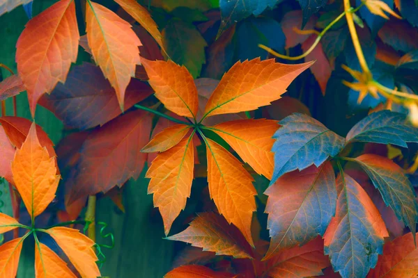 Cores brilhantes — Fotografia de Stock