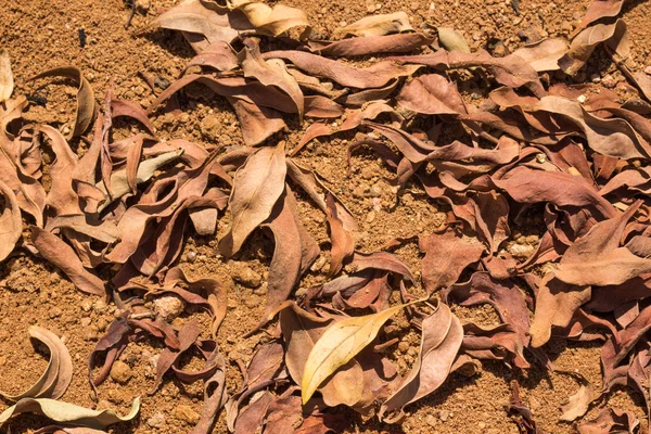 Torkade blad — Stockfoto