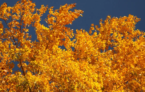 Herfst kleuren — Stockfoto