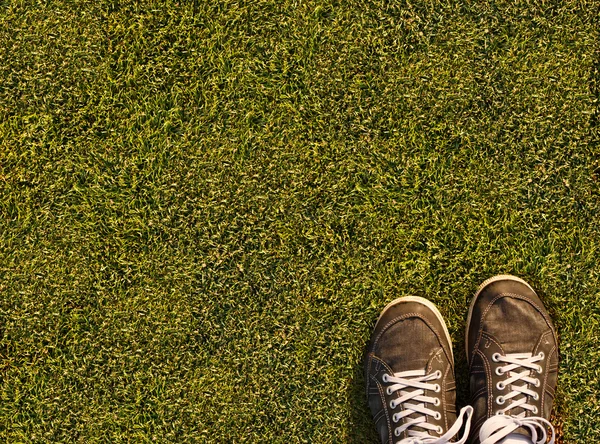 Erba di campo — Foto Stock