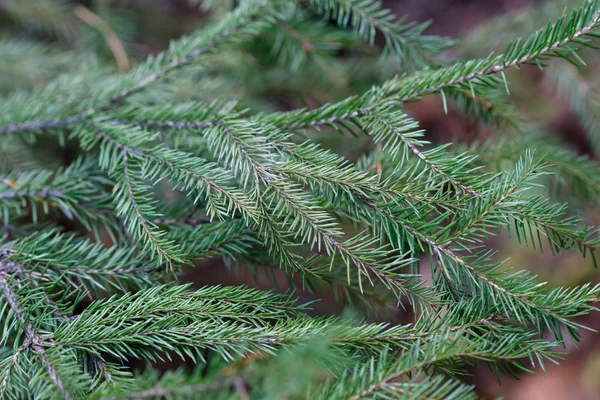 Pohon Spruce close-up — Stok Foto