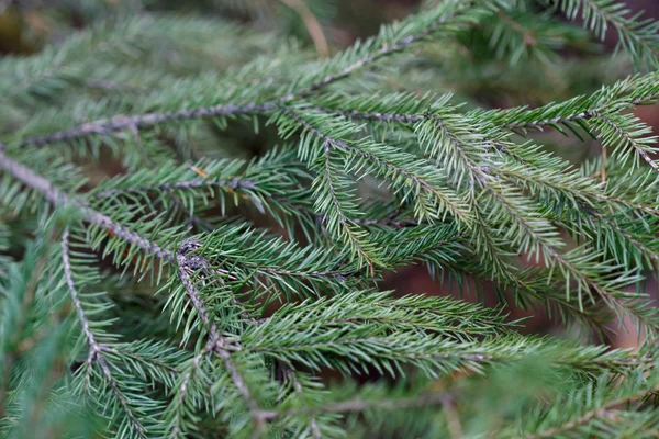 Spruce tree close-up — Stock Photo, Image