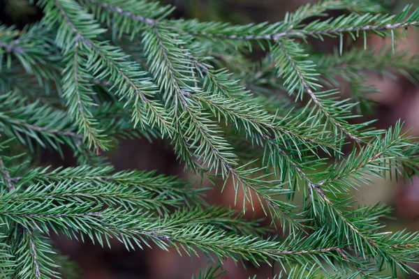 Spruce trädet närbild — Stockfoto