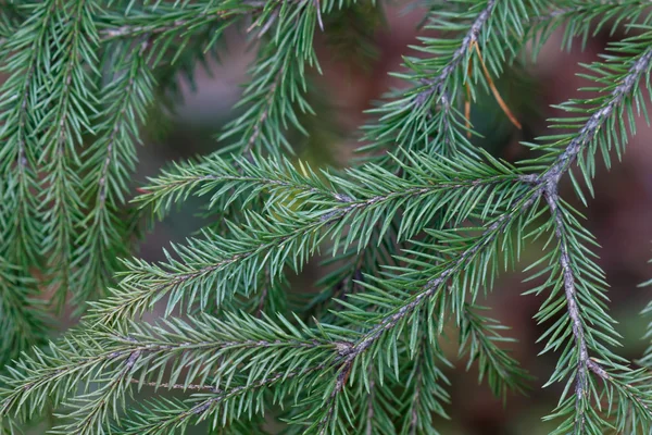 Spruce tree close-up — Stock Photo, Image