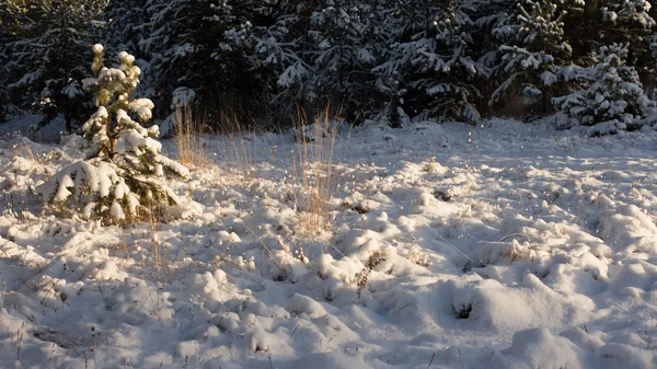 겨울 장면입니다. 겨울 풍경 — 스톡 사진