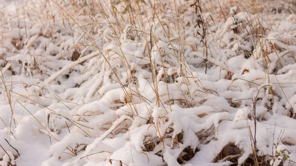 Winter scene. Winter landscape — Stock Photo, Image