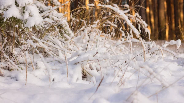 冬のシーン。冬の風景 — ストック写真