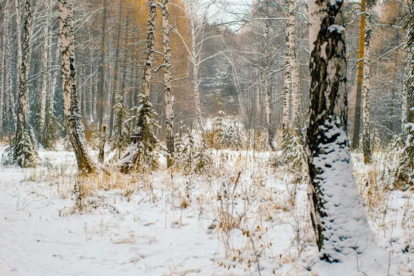 冬の風景。冬景色 — ストック写真