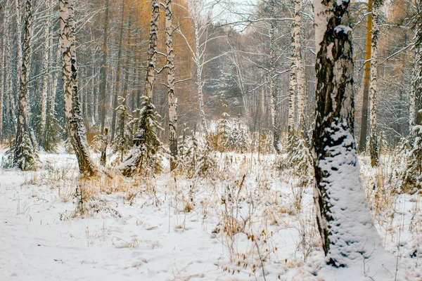 Talvimaisema. Talvi kohtaus — kuvapankkivalokuva