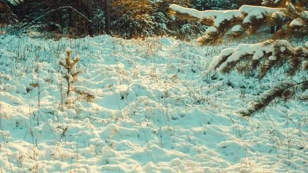 Зимний пейзаж. Зимняя сцена — стоковое фото