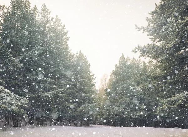 Vinterlandskap med snö — Stockfoto