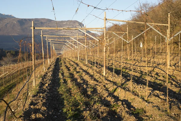 Weinreben im Winter — Stockfoto