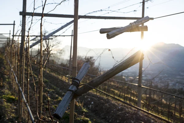 Weinreben im Winter — Stockfoto