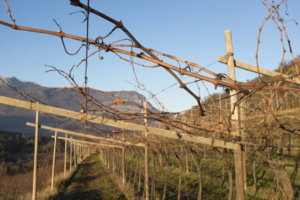 Виноградные лозы зимой — стоковое фото