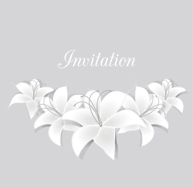 Beyaz lilyum vektör