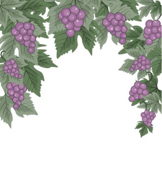 Kırmızı üzümlerin doğal arkaplanı.