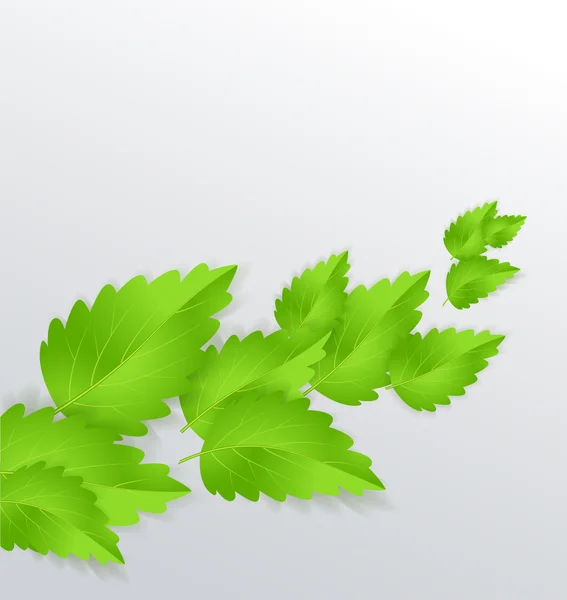 Mint Leaves — Stock Vector