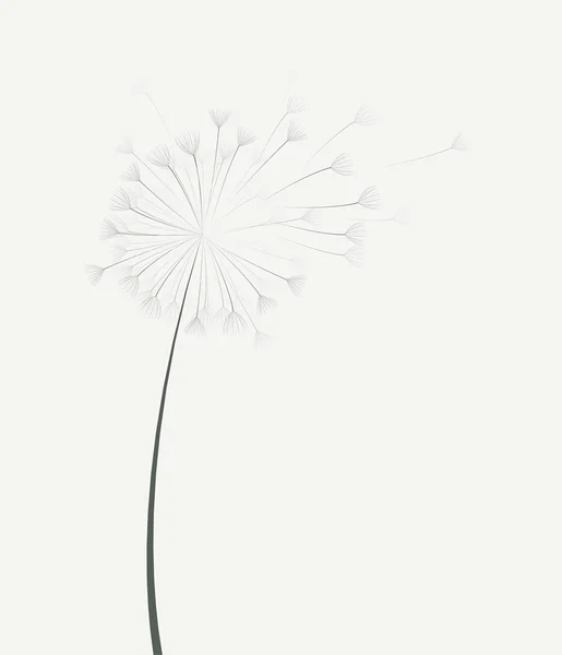 Vektorové Pampeliška květin — Stockový vektor
