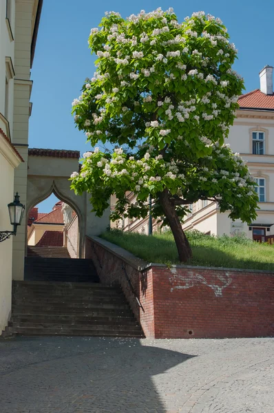 Das alte Stadttor. — Stockfoto