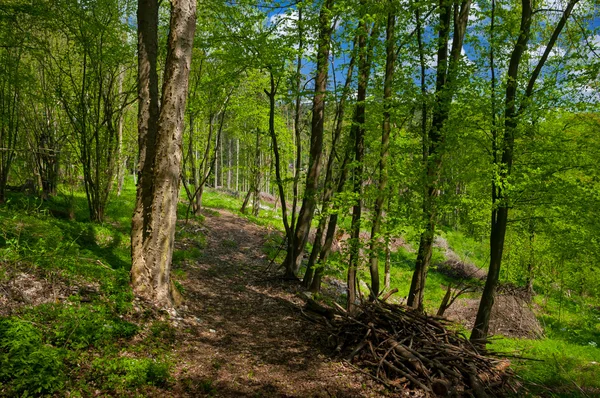 Spring afternoon in leafy green forest. — Stock Photo, Image