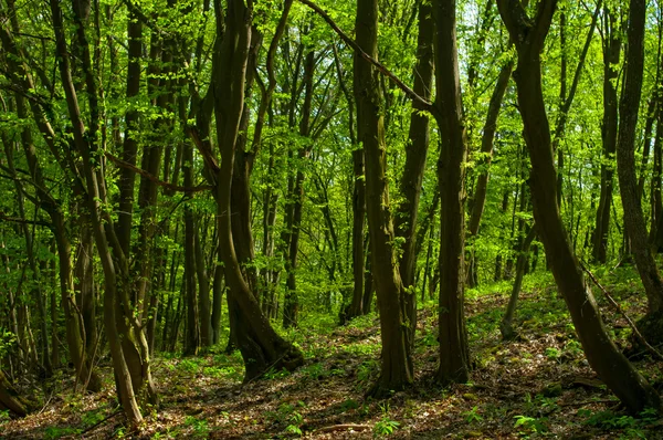 Tarde de primavera en frondoso bosque verde . — Foto de Stock