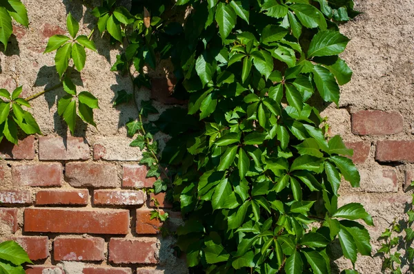 Un muro coperto di vegetazione . — Foto Stock