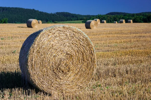 Пшеничное поле после сбора урожая. — стоковое фото
