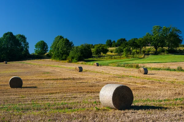 Campo di grano dopo il raccolto. — Foto Stock