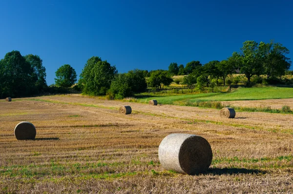 Búzamező betakarítás után. — Stock Fotó