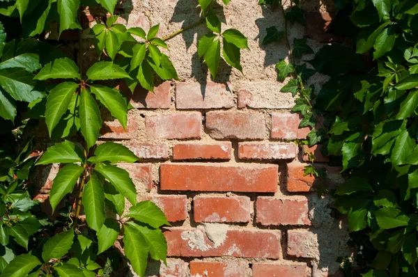 Bitki örtüsü ile kaplı bir duvar. — Stok fotoğraf