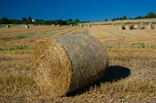 Búzamező betakarítás után. — Stock Fotó