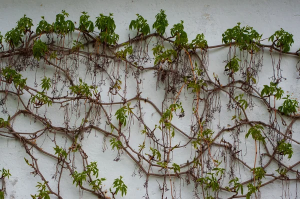 Eine mit Vegetation bedeckte Mauer. — Stockfoto