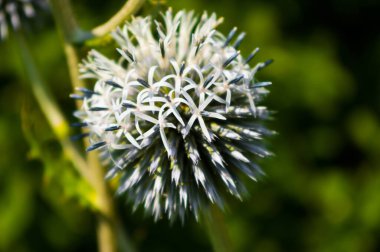 Beyaz başlı Whitethorn adında bir bitki. Latince adı Echinops sphaerocephalus. Bu bitkinin tohumları halk tıbbında kullanılır..