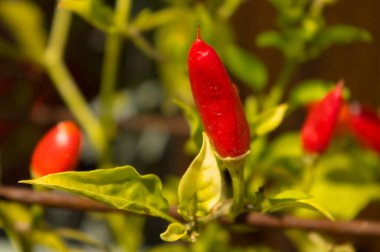 Acı biberlerin yakın plan görüntüsü. Baharatlı yemek hazırlamak için gastronomide kullanılan acı biber çeşitleri.