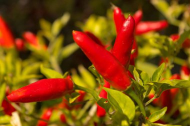 Acı biberlerin yakın plan görüntüsü. Baharatlı yemek hazırlamak için gastronomide kullanılan acı biber çeşitleri.