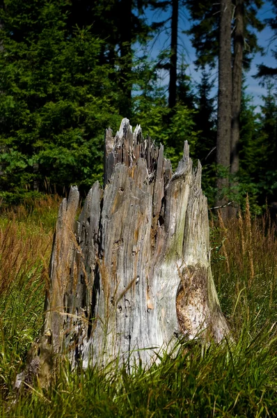 Alter Baumstumpf. — Stockfoto