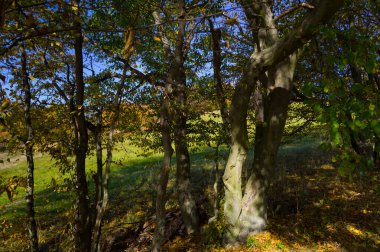 Yaprak döken ağaçların yakın görüntüsü. Çeşitli kullanımlar için uygun arkaplan.