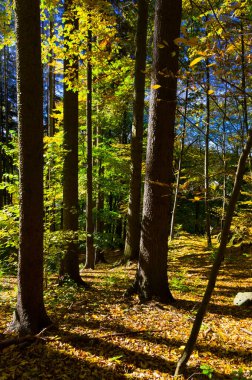 Yaprak döken ağaçların yakın görüntüsü. Çeşitli kullanımlar için uygun arkaplan.