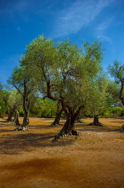 Een olijfgaard. — Stockfoto