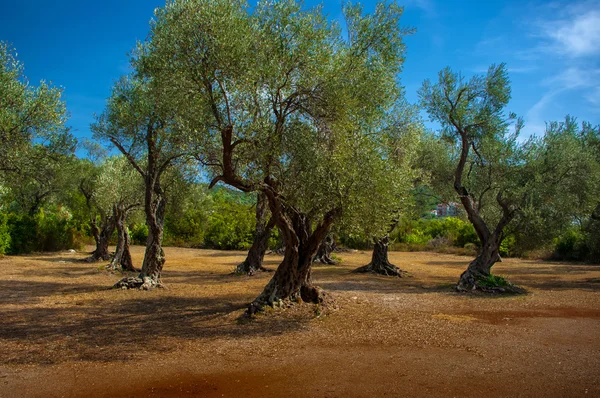 Un uliveto . — Foto Stock