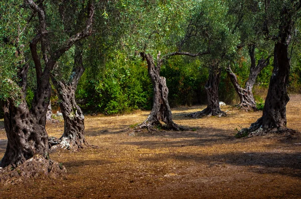 olive grove.