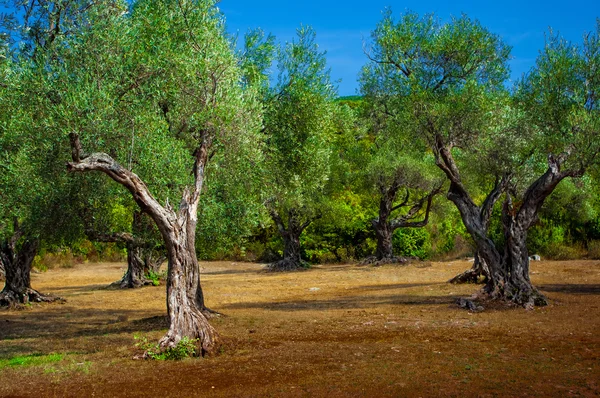 オリーブの木立. — ストック写真