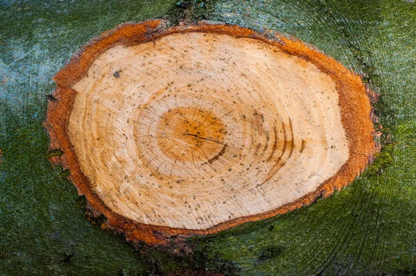 木の幹をカットします。. — ストック写真