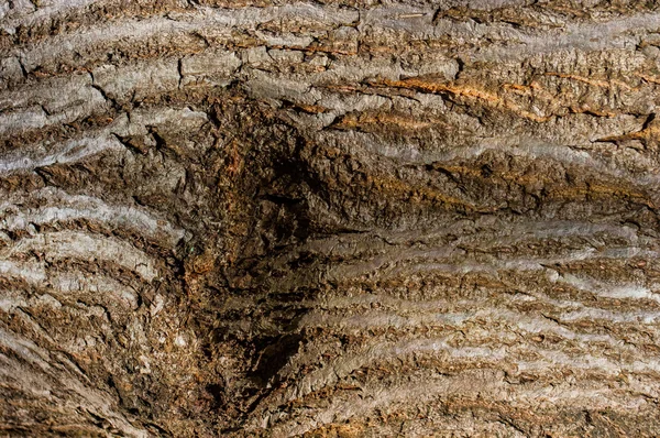 Een stam van een oude boom. — Stockfoto